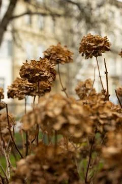 Close up of Dried Hydrangea flowers Foto stock