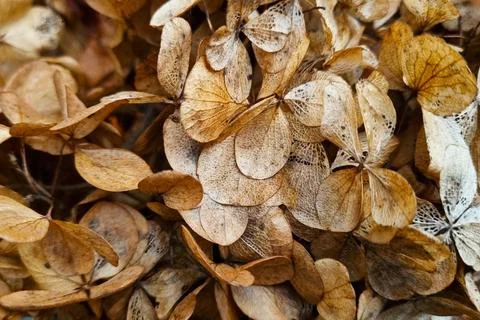 Close-Up of Dried Hydrangea Petals Showcasing Nature's Intricate Patterns Stock Photos