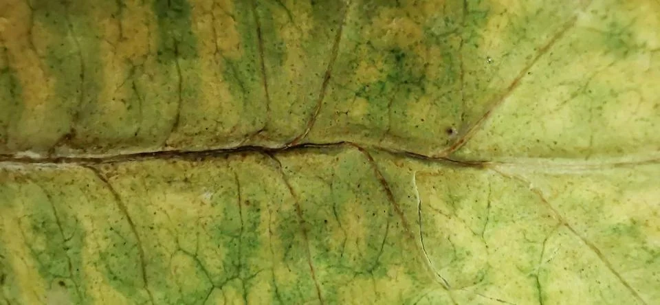 Close-up, dried leaf core, Buddha belly plant, bottleplant shrub Stock Photos