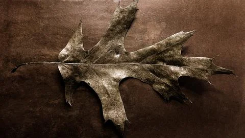 Close up of dried leaf of strange tree Fotos Stock