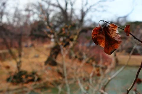 Close up Dried Leaf in Winter. Stock Photos