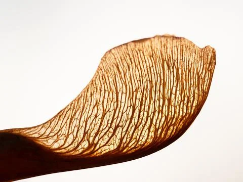 Close up of dried maple seed with viens. Stock Photos