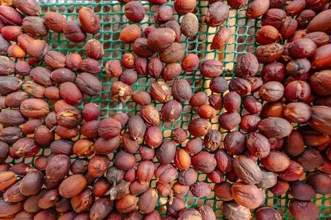 A close up of dried nuts on a mesh screen Stock Photos