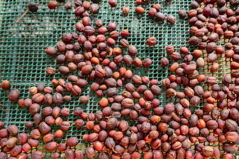 A close up of dried up nuts on a mesh screen Stock Photos