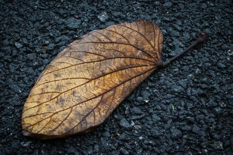 Close up of a dried out single leaf laying on the asphalt Stock Photos