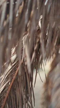 Close-up of dried palm tree fronds showing intricate natural texture Fotos de archivo