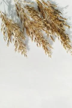 Close-up of dried pampas grass cluster casting shadows on a white background Stock Photos