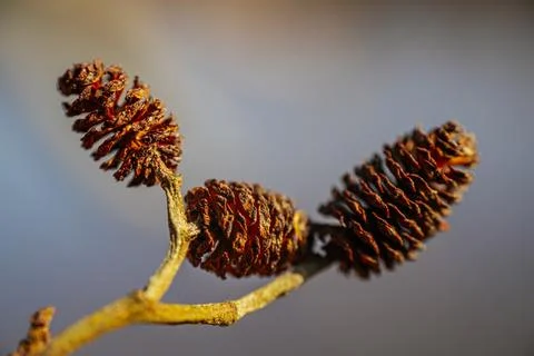 A close-up of dried pine cones on a branch against a bright blue sky. Stock Photos