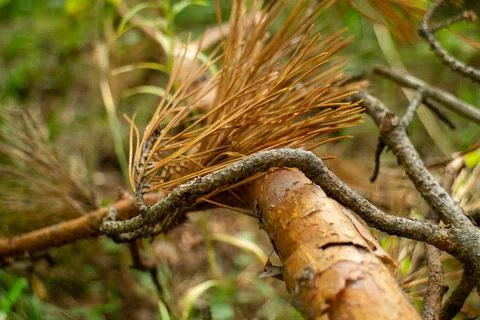 Close-up of dried pine needles resting on a fallen tree branch in the forest Stock Photos