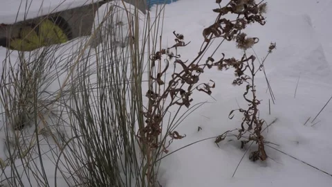 Close-up of dried plants and brown dormant weeds protruding through a fresh Vídeos de archivo 334348340