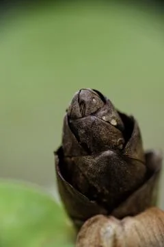 Close-up of a dried red button ginger flower or Costus woodsonii cone Stock Photos