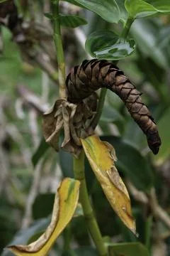 Close-up of a dried red button ginger flower or Costus woodsonii cone Fotos de archivo