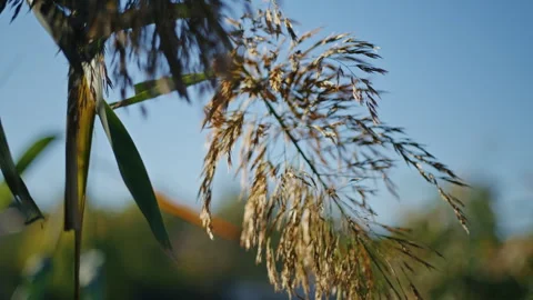 Close-up of dried reed grass against a blue sky and blurred natural background Stock Footage 297465829