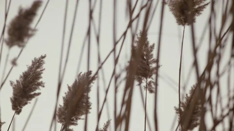Close-up, Dried Reed Swings in the Wind on the Banks of the Frozen River Stock Footage 149707085