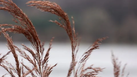Close up of dried reeds swaying in wind. Stock Footage 335293539