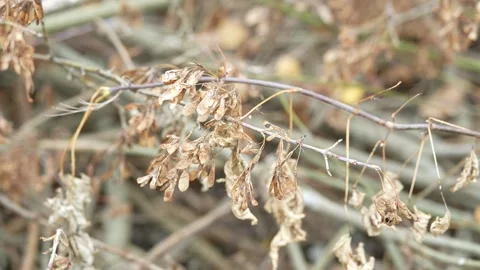 Close-up of dried seed pods on bare winter tree branches Stock Footage 347013680