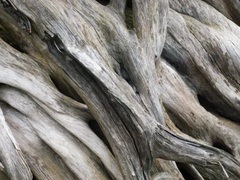 A close up of dried, sun-bleached tree roots Stock Photos