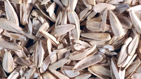 Close Up of Dried Sunflower Seed Shells in a Layered Pattern Stock Footage 305440756