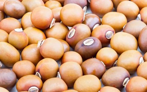 Close-up of dried winged bean seed Stock Photos