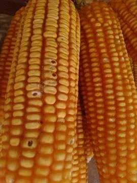 Close-up of Dried Yellow Corn Cobs with Textured Kernels Stock Photos