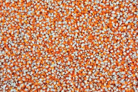 Close up  dried yellow corn kernels are lined up in the background. Stock Photos