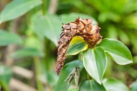 Close up Dried Zingiber zerumbet Smith red flower in nature Stock Photos