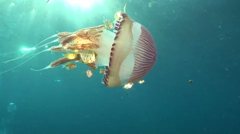 Close up drifting  jelly fish and fish get sunshine Stock Footage 56792248
