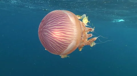 Close up drifting  jelly fish and fish Video stock 56793895