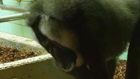 Close up of drill monkey Video stock 135063937