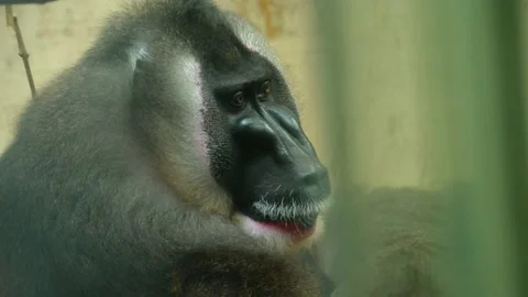 Close up of drill monkey Video stock 135064071