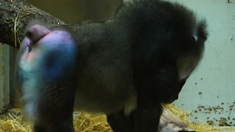 Close up of drill monkey Stock Footage 135064160