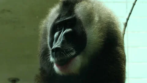 Close up of drill monkey Video stock 135064221