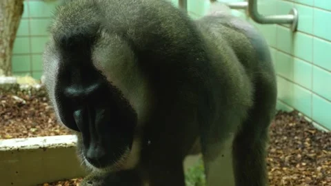 Close up of drill monkey Video stock 135064356