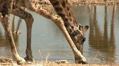 Close up of a drinking giraffe Video stock 12127605