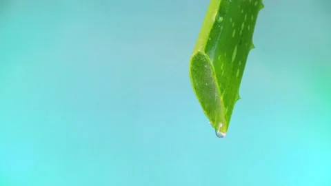 Close up drip from aloe Vera Stock Footage 167846619