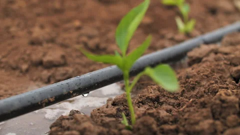Close up drip irrigation of a field Stock Footage 281918980