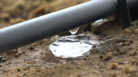 Close up of a drip irrigation Stock Footage 145867667