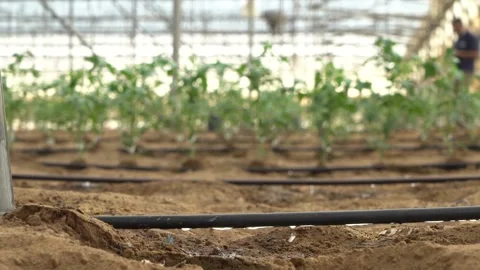 Close up drip irrigation in a greenhouse Stock Footage 145867619