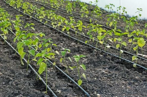 Close-up Drip Irrigation of Pepper Seedlings in the Greenhouse Stock Photos