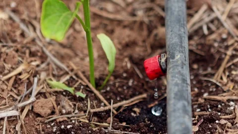 Close-up of a drip irrigation system efficiently watering a young plant in a Stock Footage 329714133
