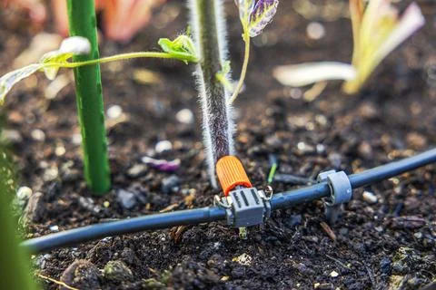 Close-up of a drip irrigation system installed in a vegetable greenhouse. Stock Photos