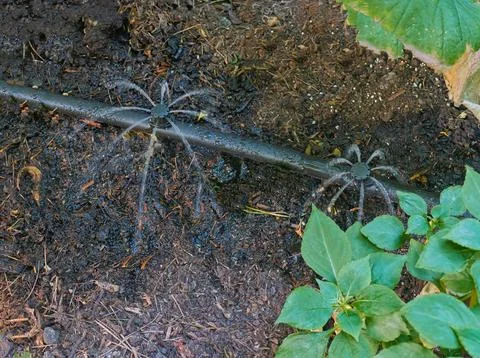 Close-up of a drip irrigation system for soil in flower gardens. Stock Photos