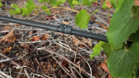 Close up of drip irrigation system in a vineyard in Stellenbosch. Stock Footage 162454874