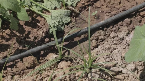 Close-up of a drip irrigation system watering vegetables. The setup shows Stock Footage 329720638