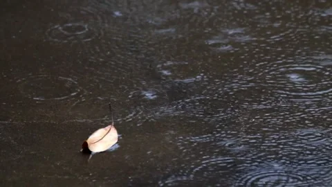 Close up of drizzle falling on the yard and leaves falling Stock Footage 297655290