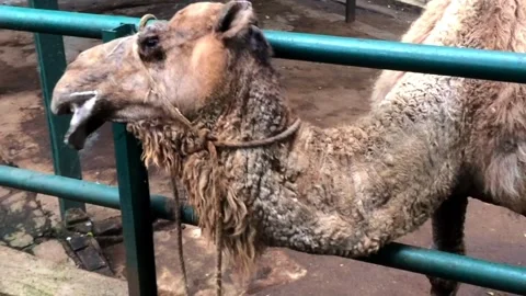 Close up of a dromedary camel head with a rope Video stock 333637289