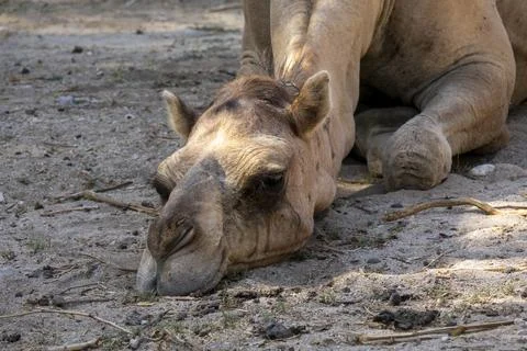Close-up of a dromedary camel resting with its head lowered to the sandy gr.. Stock Photos