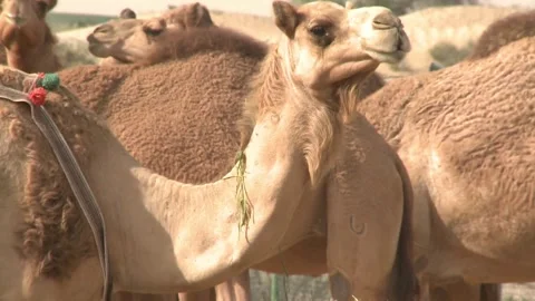 Close up of a dromedary camel standing in the desert Video stock 329666582