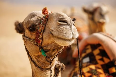 Close-up of a dromedary in the desert Stock Photos