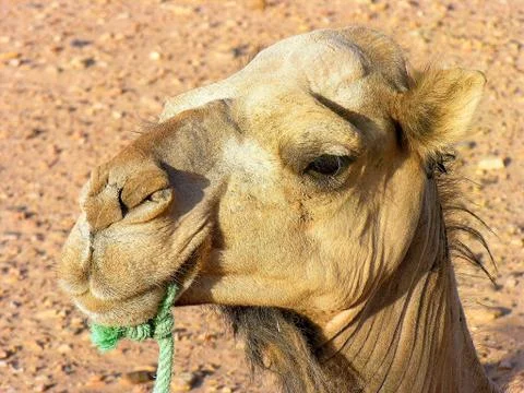 Close up Dromedary Stock Photos